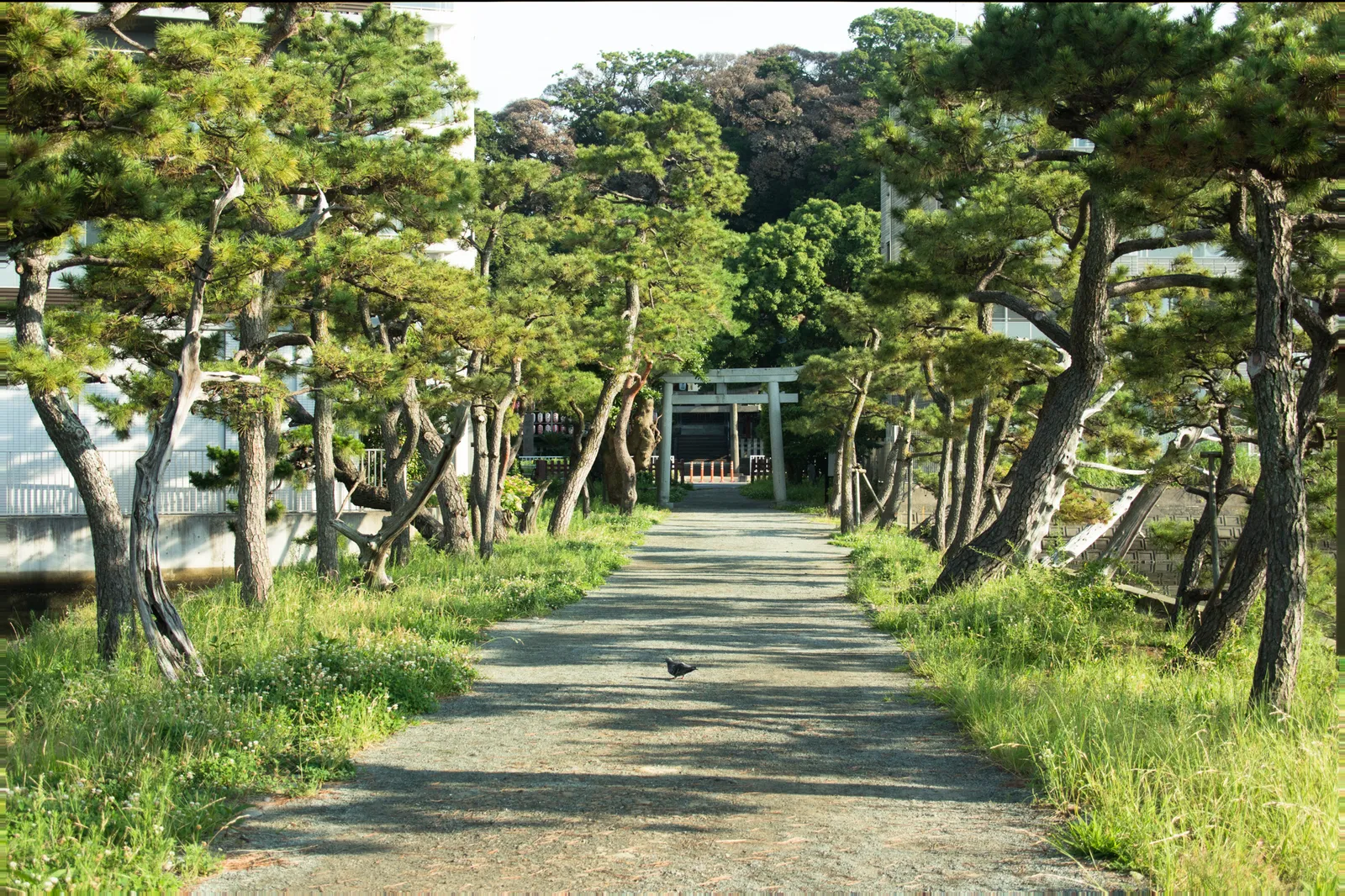 朝の松並木の参道。両側に枝ぶりの良い黒松が並び、奥に石造りの鳥居が見える。左手にはマンションが写り込み、地面には鳩が一羽。夏の朝の柔らかい光と長い影が特徴的。
