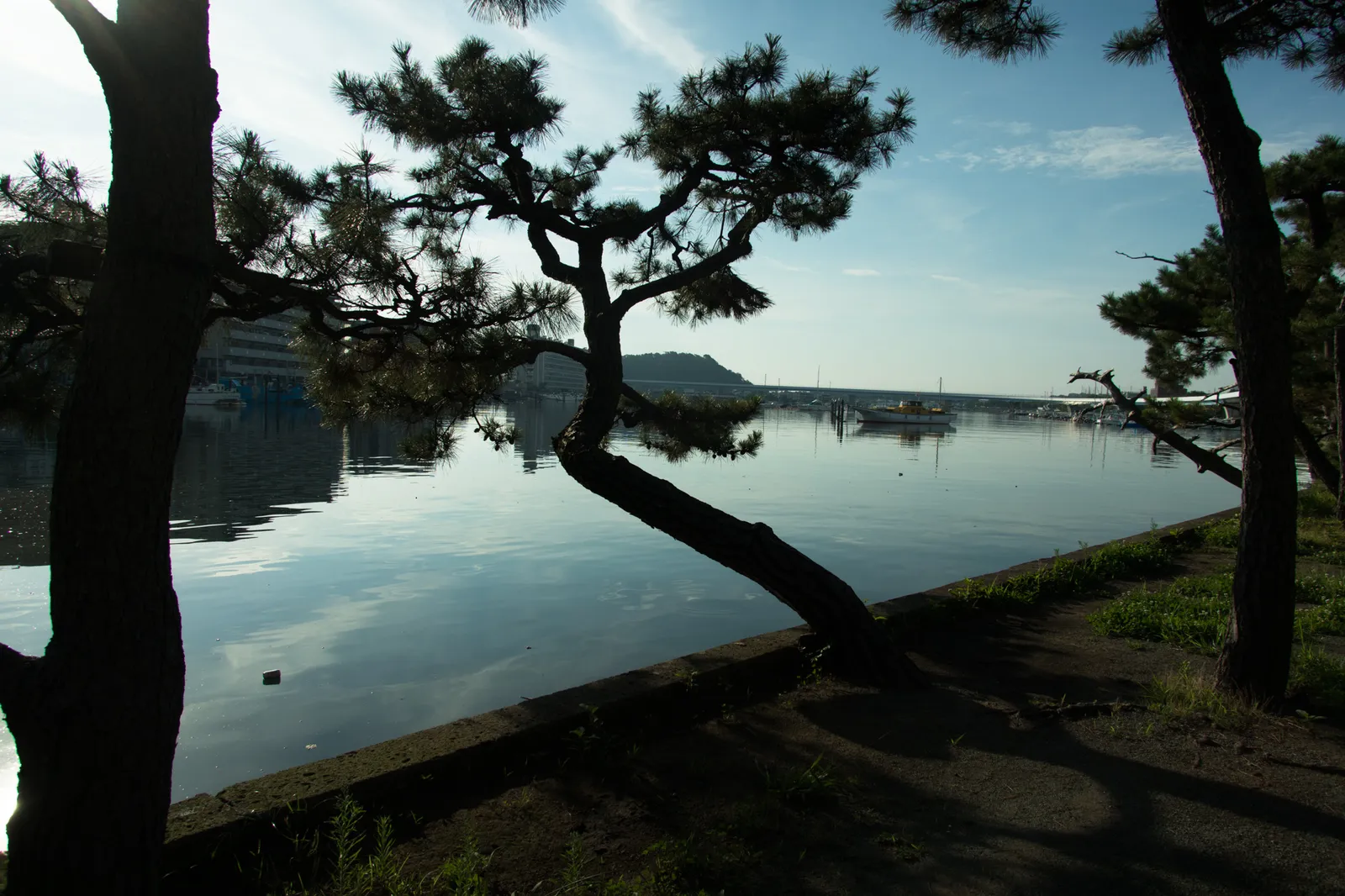 松の木の枝を額縁のように配した水辺の風景。穏やかな水面に漁船や係留艇が浮かび、奥には橋脚状の高架(シーサイドラインと思われる)が横切る。早朝の澄んだ空気感がある。