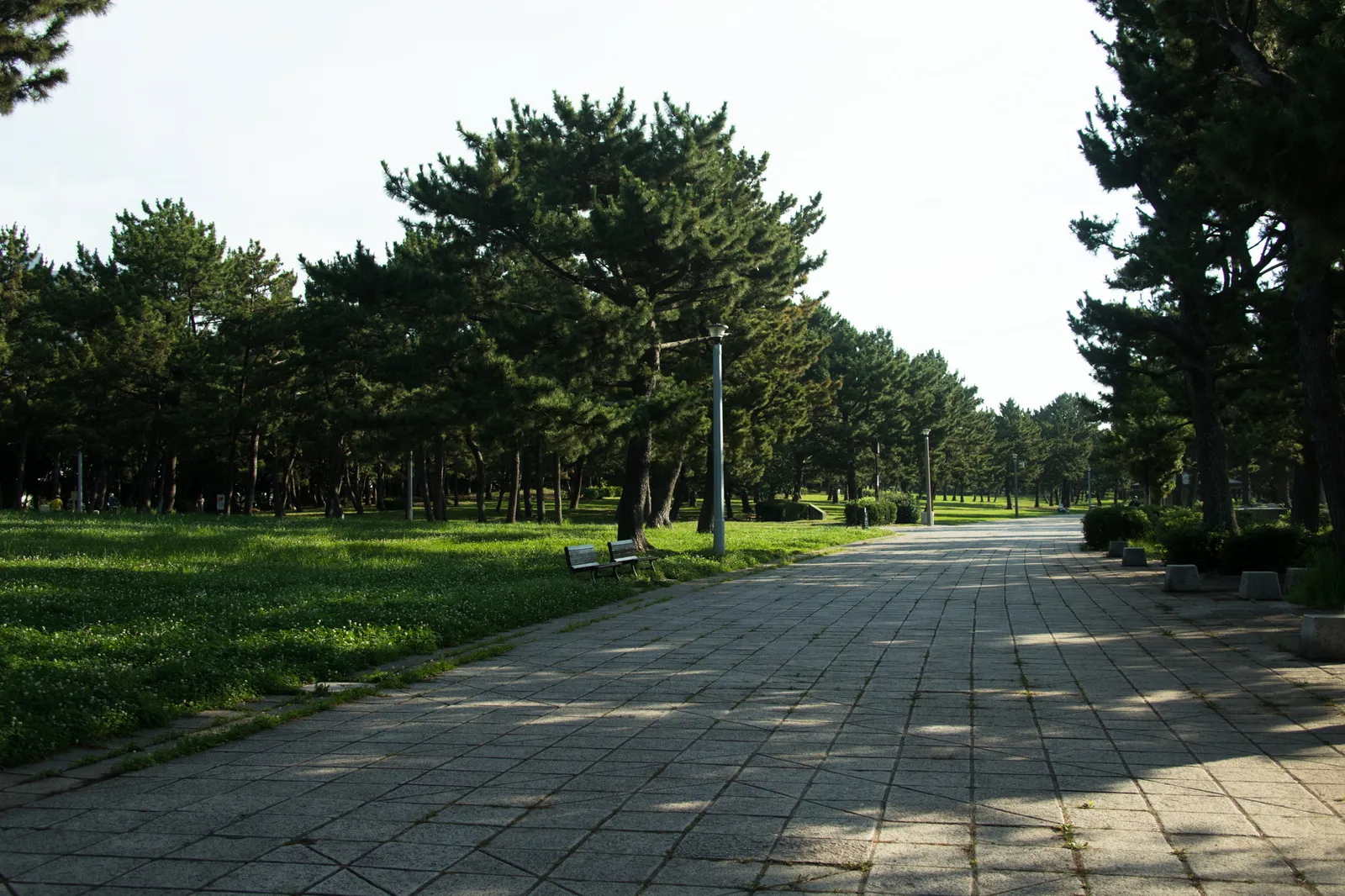 松林に囲まれた公園内の石畳の遊歩道。ベンチが一つ置かれ、木漏れ日が石畳に模様を作っている。人影は遠くにわずかに見える程度で、緑豊かな夏の公園風景。具体的にどの公園かを示す標識等は写っていない。